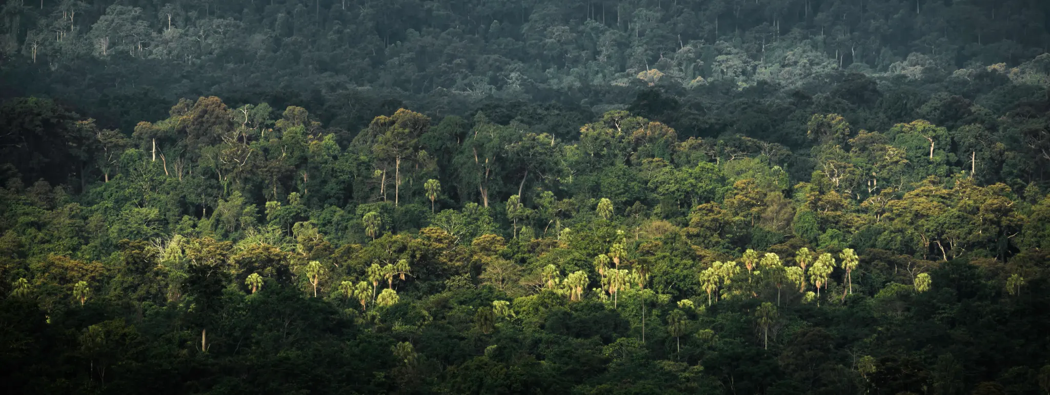 Imagem panorâmica da floresta amazônica com vegetação densa e sol entre as árvores