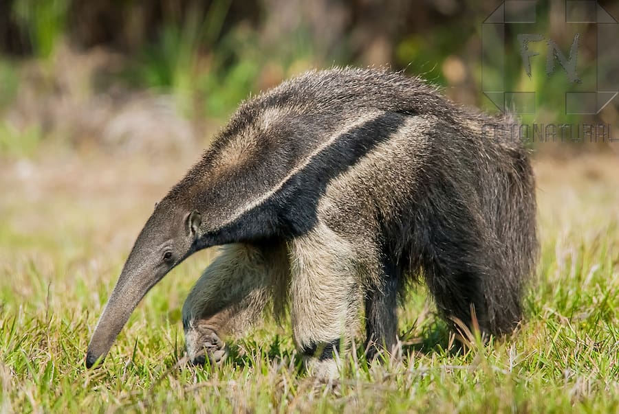 Tamanduá-bandeira caminhando em campo aberto, com pelagem preta e branca e focinho alongado