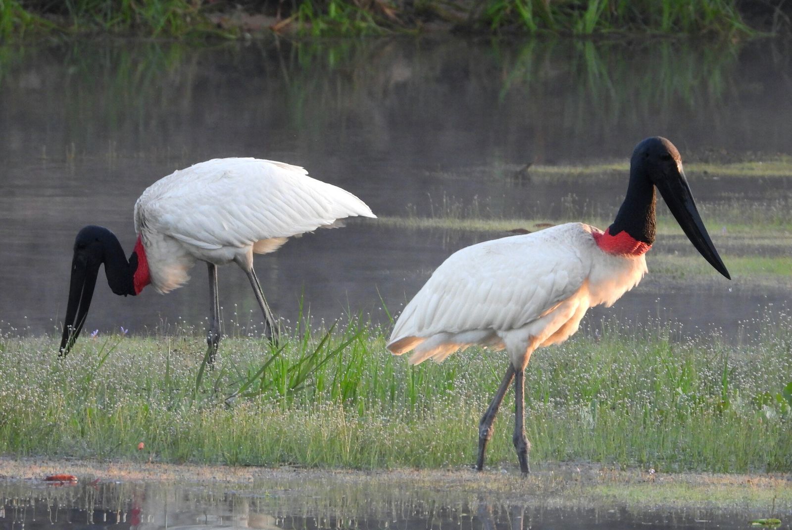 Tuiuiú com pescoço nu e plumagem branca, em área alagada do Pantanal